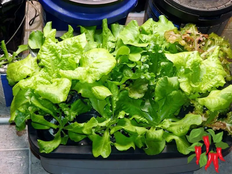 Growing Hydroponic Lettuce Indoors