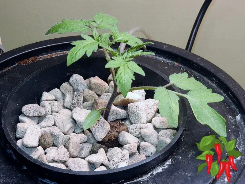 GROWING TOMATOES IN DWC