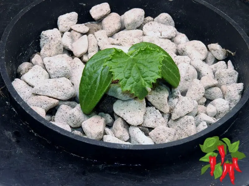 YOUNG CUCUMBER IN DWC