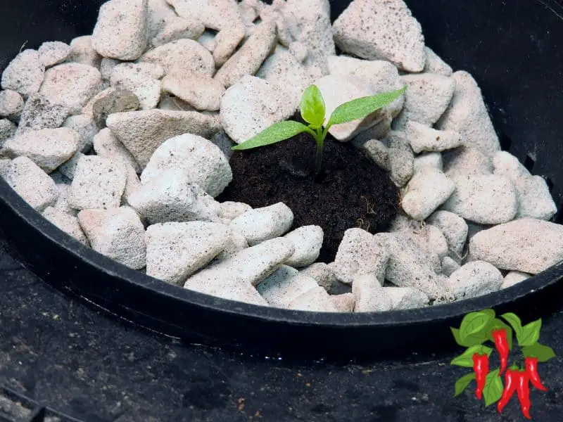 Small pepper in DWC