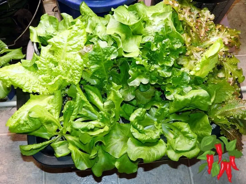 hydroponic lettuce in DWC