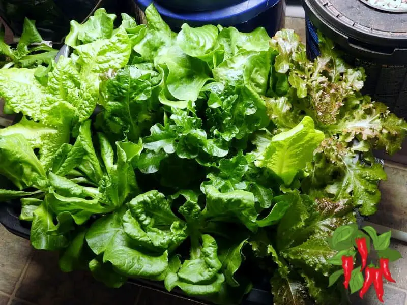 DWC For Vegetables lettuce