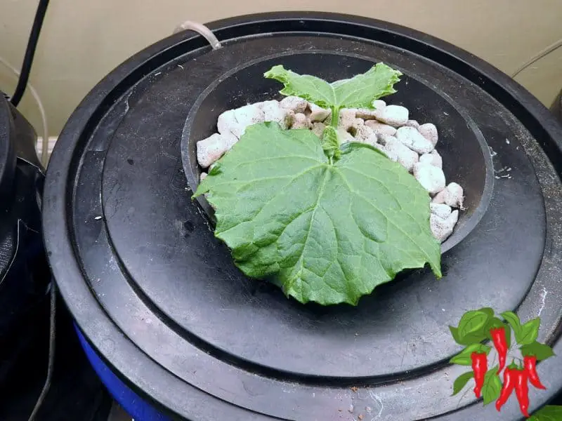 CUCUMBER PLANT DWC FOR VEGETABLES