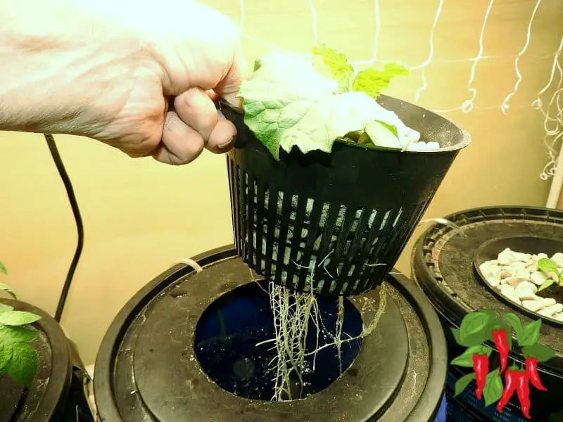 DWC hydroponic roots