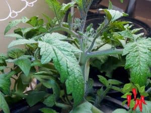 DWC Tomatoes Easy Deep Water Culture Setup