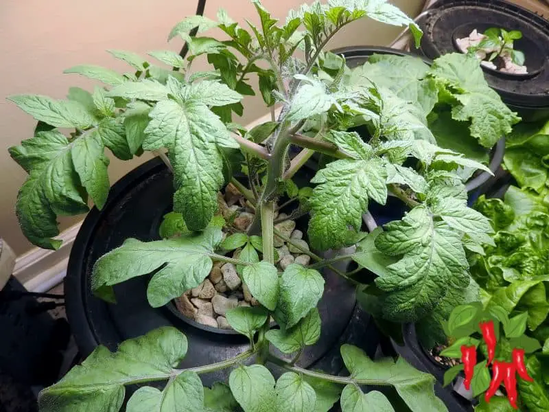 DWC TOMATOES