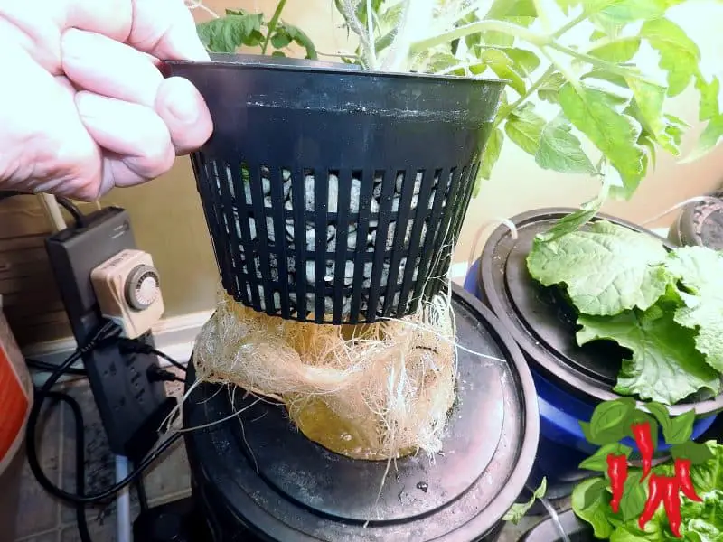 Hydroponic Gardening At Home Roots of a young DWC tomato plant