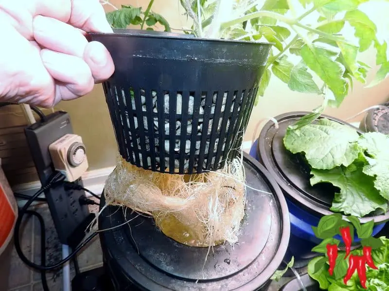 DWC Tomatoes Showing DWC Roots