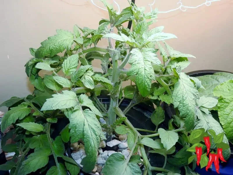 Should I Prune Determinate Tomatoes