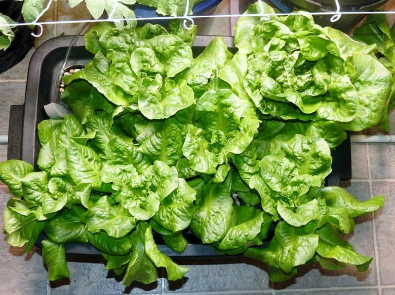 Growing Lettuce Indoors Kratky Vs DWC
