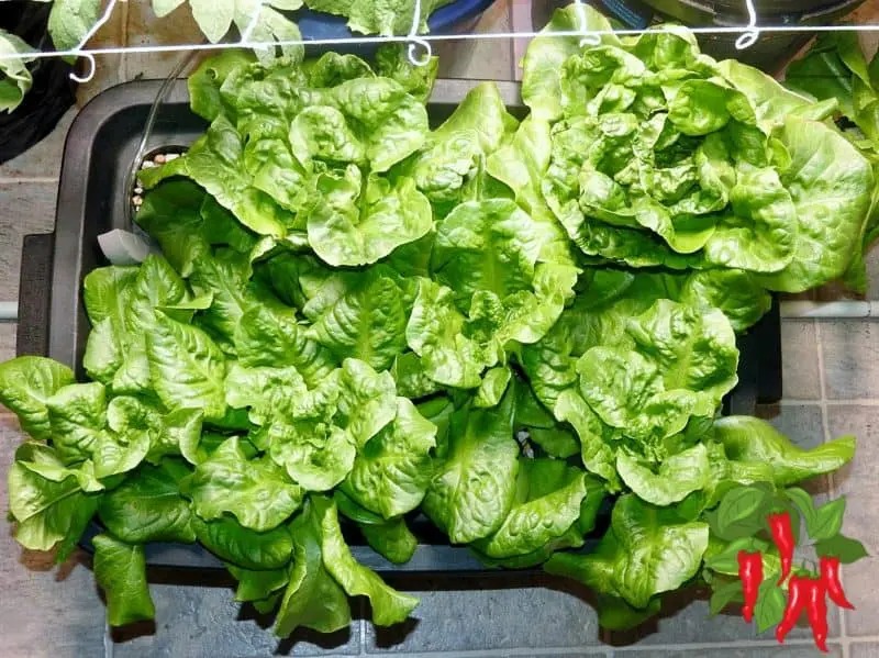 Kratky system lettuce