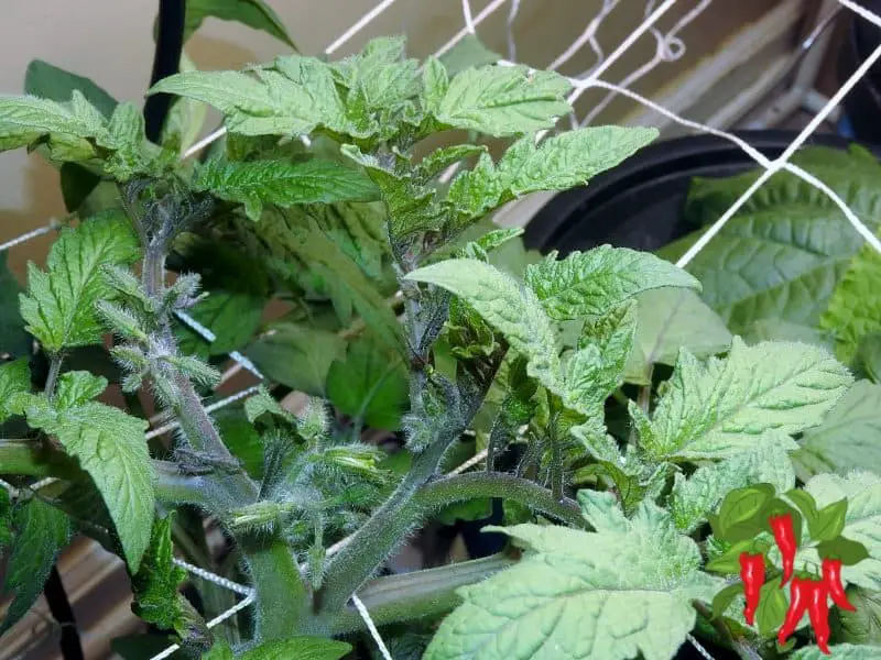 Tomato starting to flower