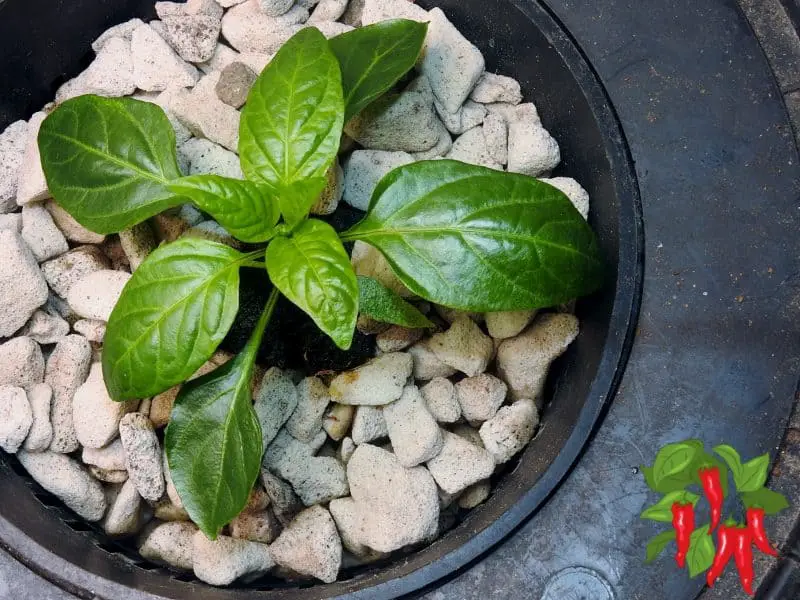 young bell pepper in DWC