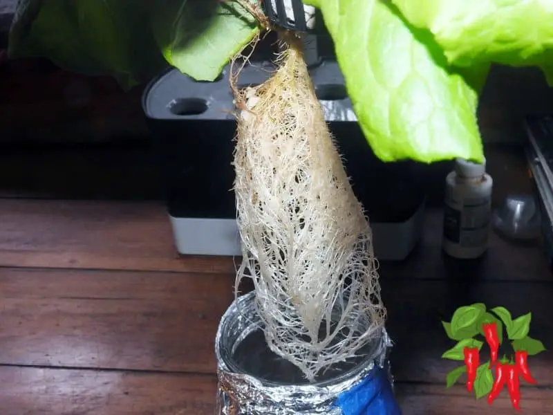 Kratky Mason Jar Roots