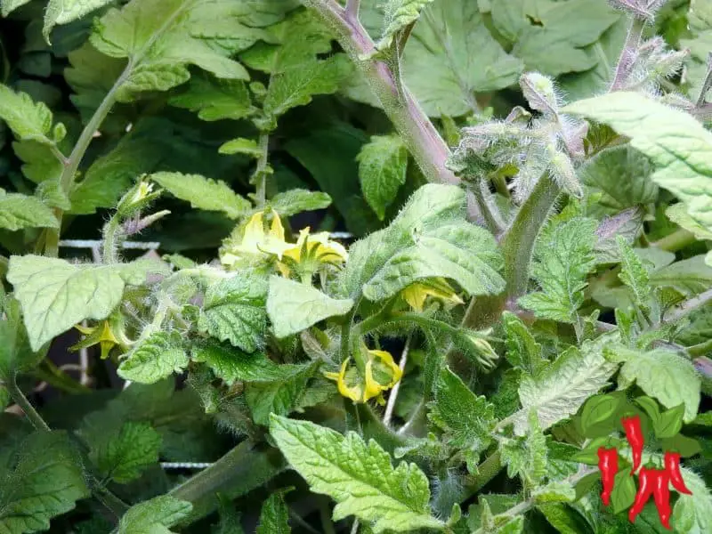 Hydroponic Apartment Garden