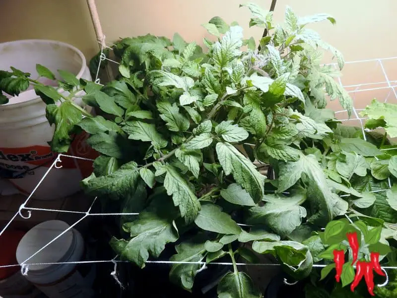 HYDROPONIC TOMATOES