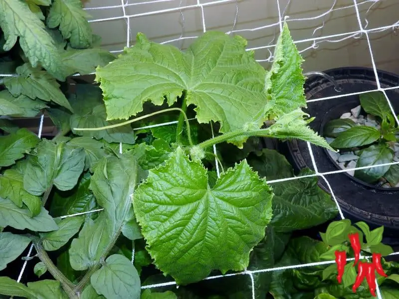 HYDROPONIC CUCUMBERS