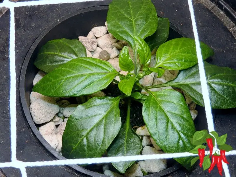 DWC PEPPERS