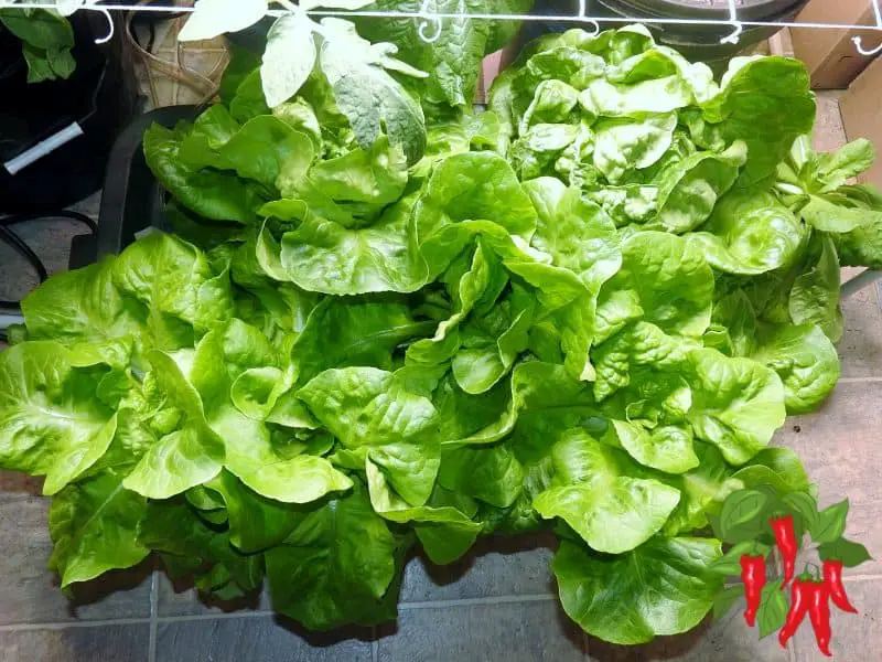 Buttercrunch Lettuce