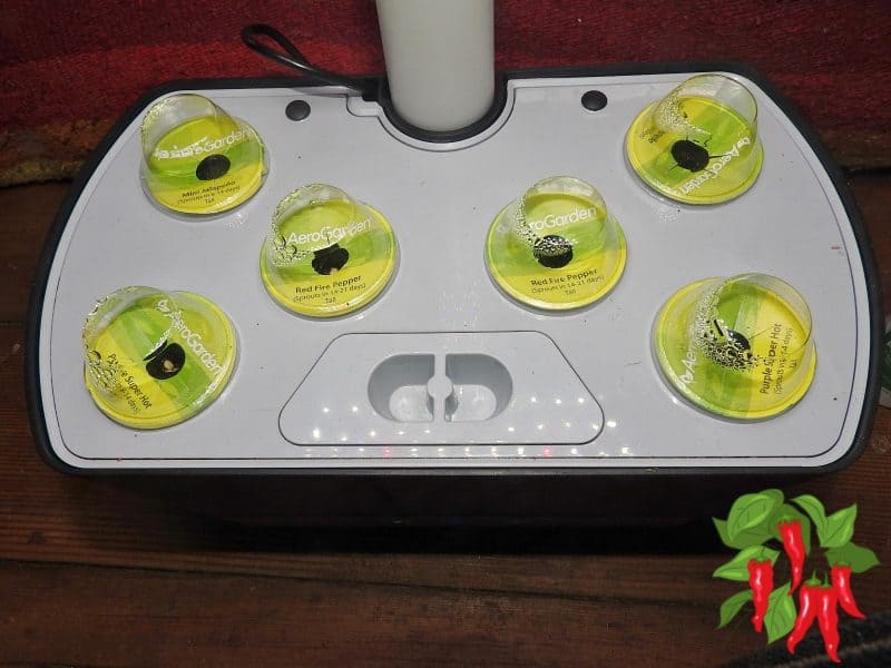 Growing Chili Peppers In An AeroGarden Harvest Day 1
