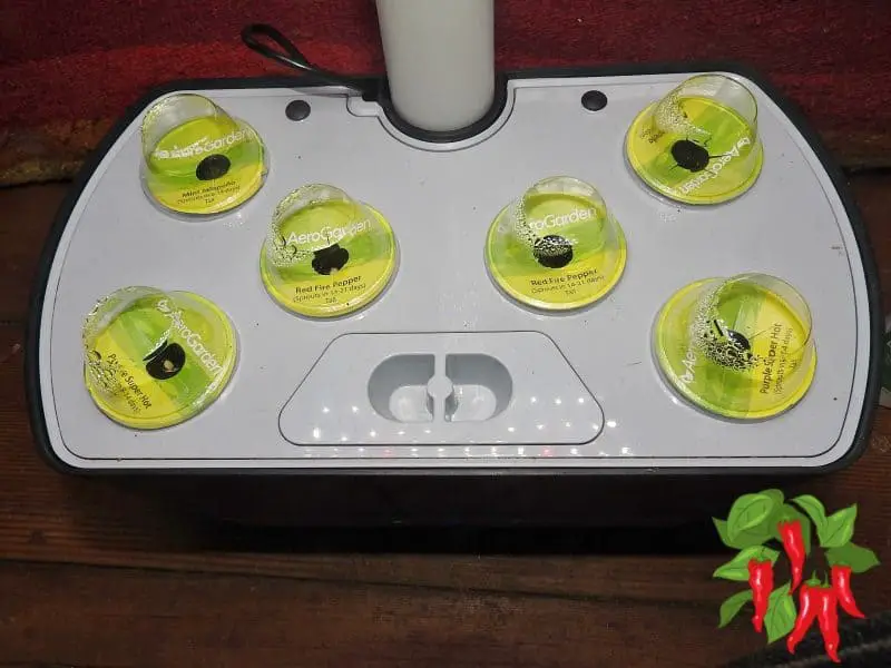 Growing Chili Peppers In An AeroGarden Harvest Day 1