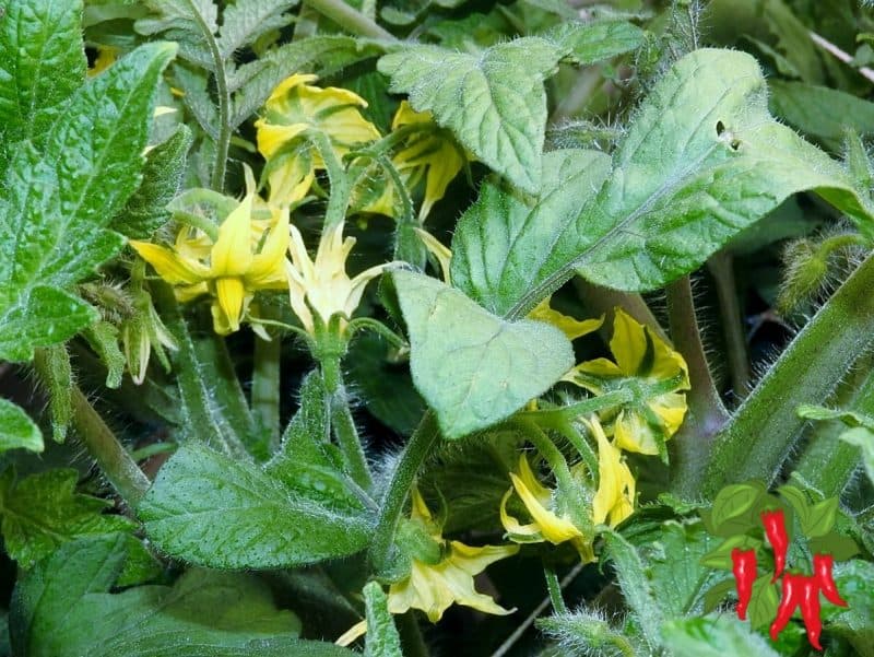 GROWING DWC VEGETABLES KITCHEN GARDEN- EARLY GIRL BUSH TOMATO FLOWERING