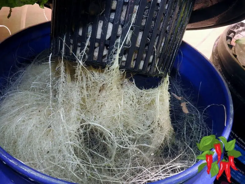 Growing DWC Cucumbers