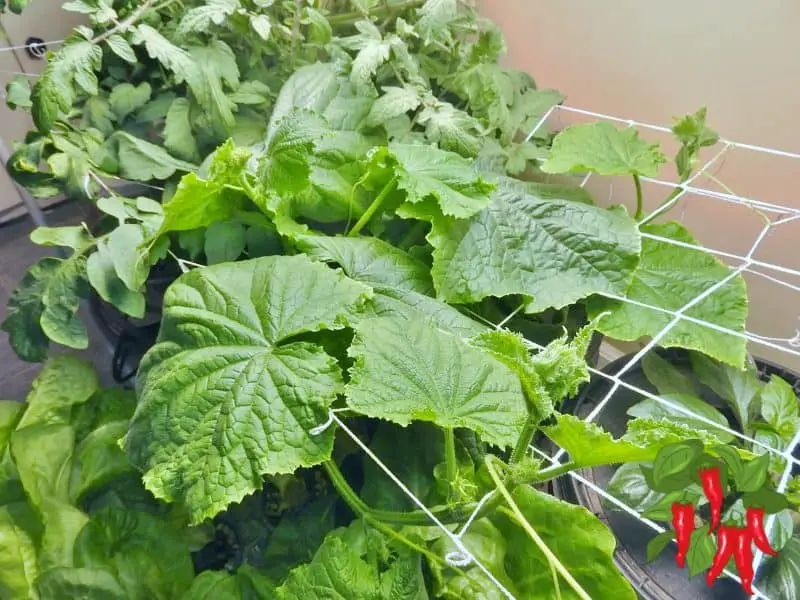 Growing DWC Cucumbers In My Kitchen