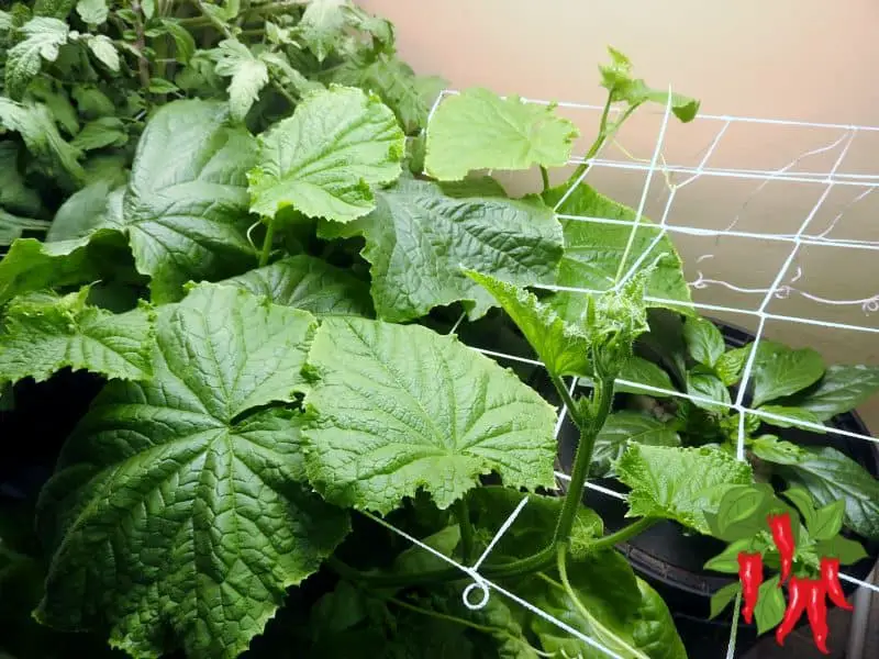 Growing Hydroponic Cucumbers Indoors