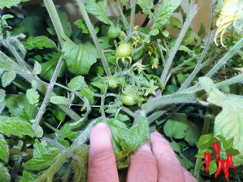 How To Grow Tomatoes In DWC Bubble Buckets