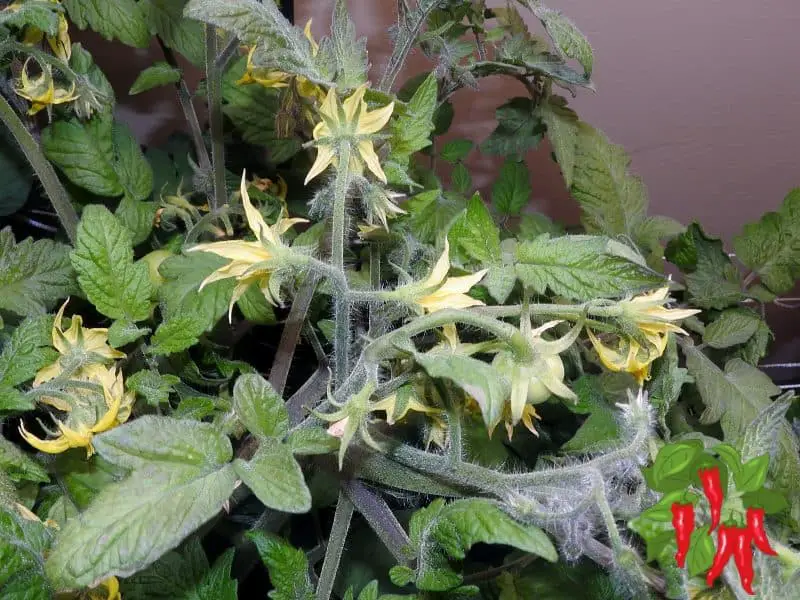 Tomatoes Flowering In DWC Bubble Buckets