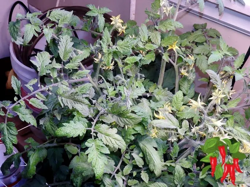 How To Grow Tomatoes In DWC 