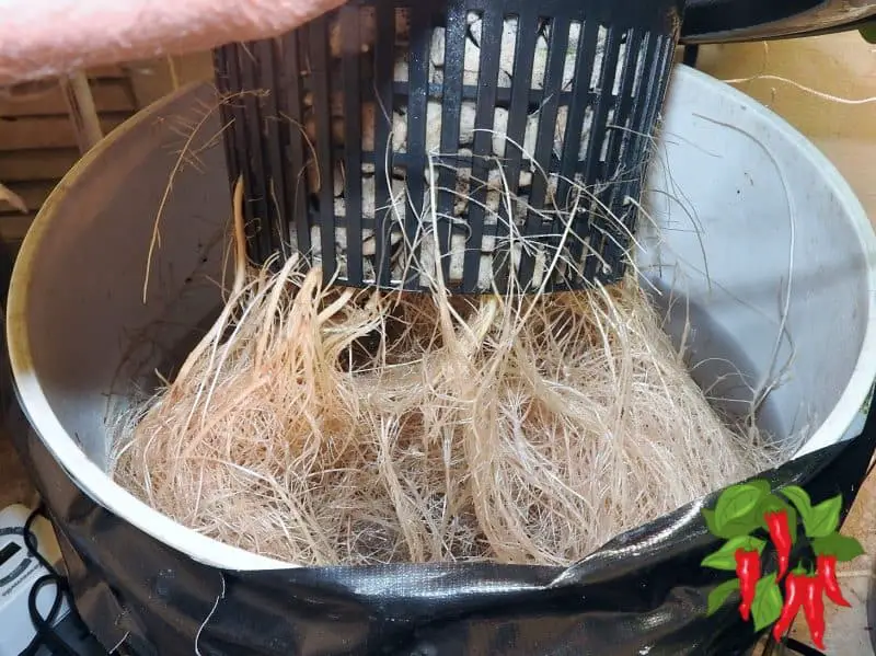 Apartment Kitchen Garden DWC tomato roots