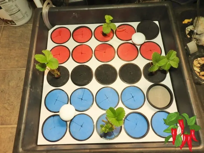 How To Grow Strawberries Hydroponically Indoors DWC