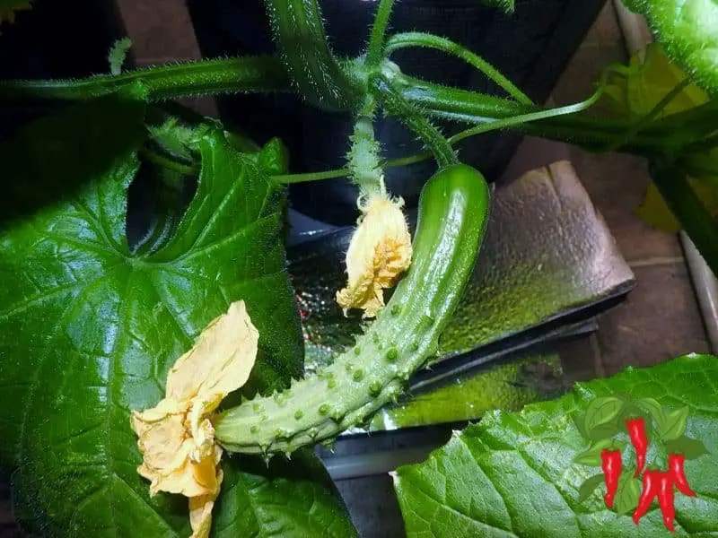 A cucumber growing in my kitchen garden with DWC buckets