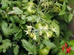 Apartment Gardening Growing Tomatoes Indoors