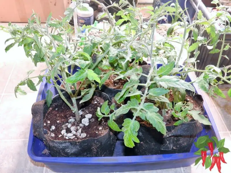 How To Use Grow Bags For Vegetables