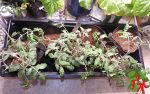 How To Use Grow Bags For Vegetables