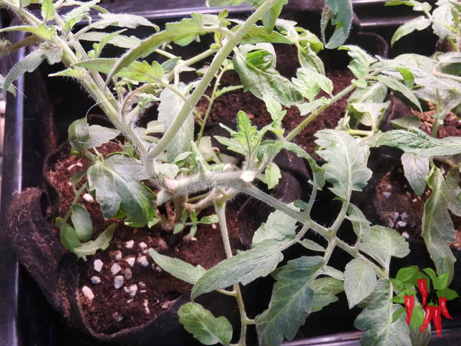 https://www.indoorvegetablegrower.com/wp-content/uploads/DSCN0593.jpg