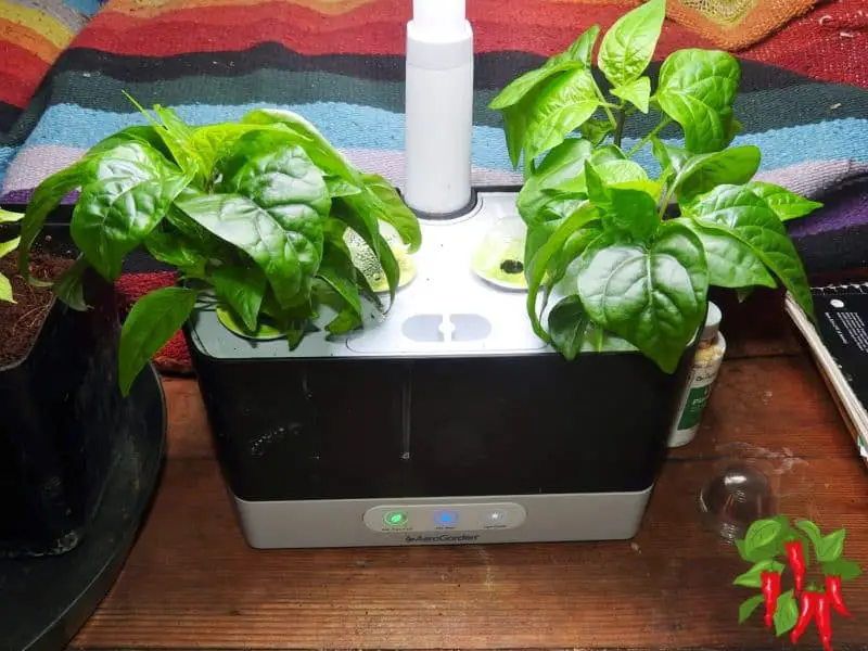 Growing Chili Peppers In An AeroGarden Harvest