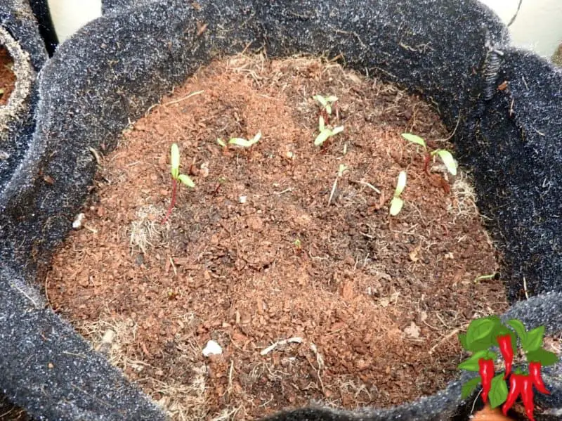 Beets germinating