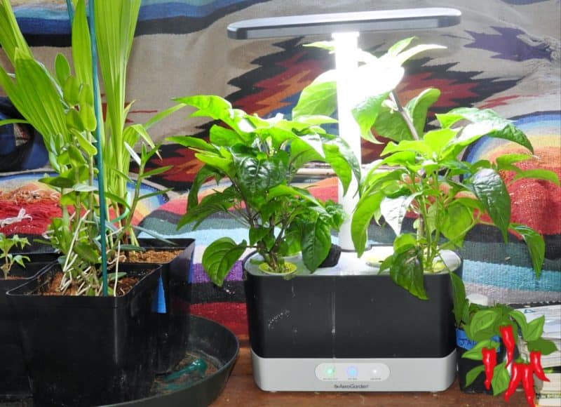 Growing Chili Peppers In An AeroGarden Harvest Month 1