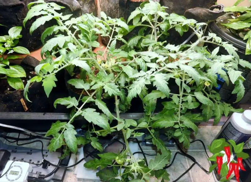 Growing Tomatoes Indoors For Beginners