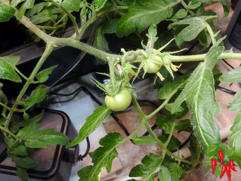 Growing Tomatoes Indoors With Lights