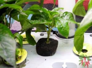 AeroGarden Pods DIY