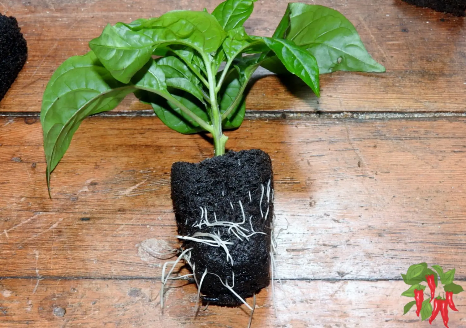 How To Grow Bell Pepper From Seeds 11 Easy Growth Tips