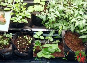 Growing Vegetables In Coco Coir Indoors