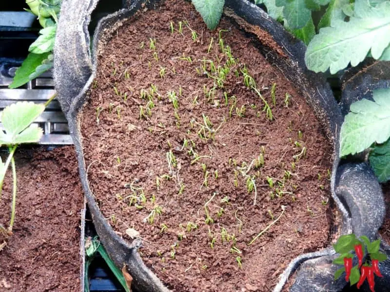 carrot seeds sprouting in a fabric pot