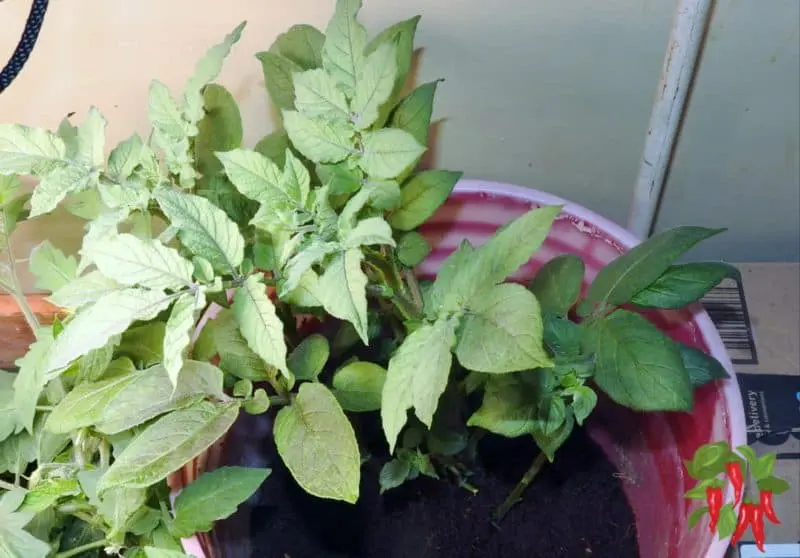 How To Grow Potatoes In A 5 Gallon Bucket Indoors