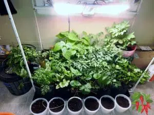 How To Grow Vegetables Indoors Without Sunlight